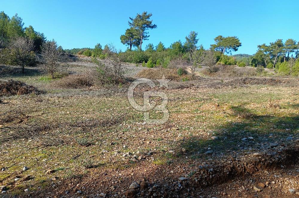 Muğla Akçaova mahallesinde satılık tarla