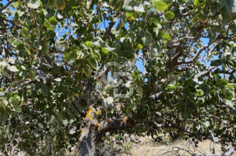 Yuntdağı Yenice Mahallesin'de Yatırımlık Tarla