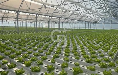 Alım garantili yeşillikler ile fırsat yatırımı