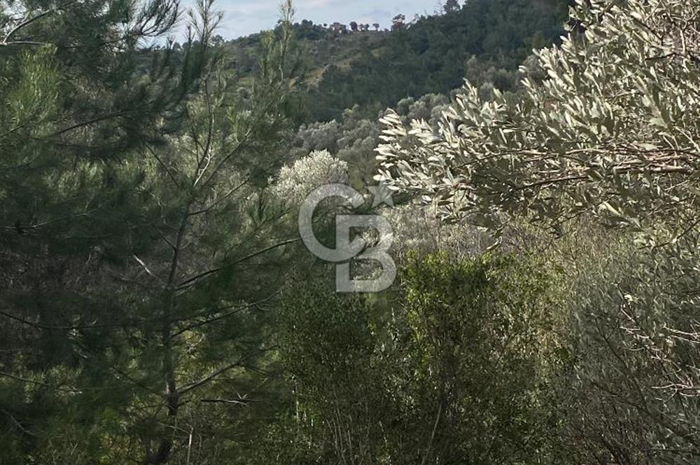 Seferihisar Beyler Köyünde Satılık Zeytinlik