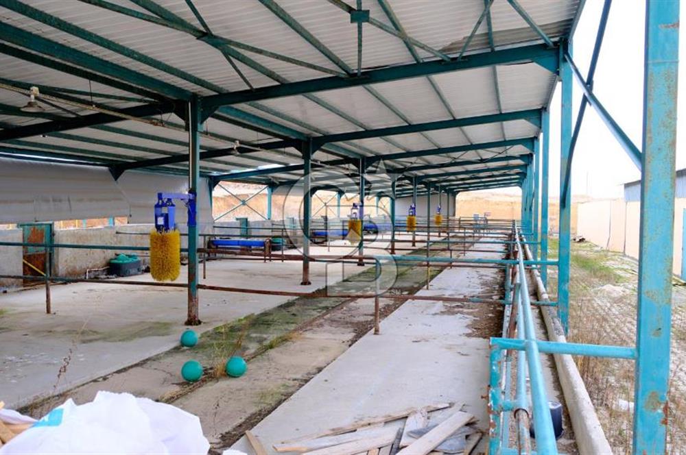 Eskişehir Beylikova Besi OSB ' de Satılık Çiftlik