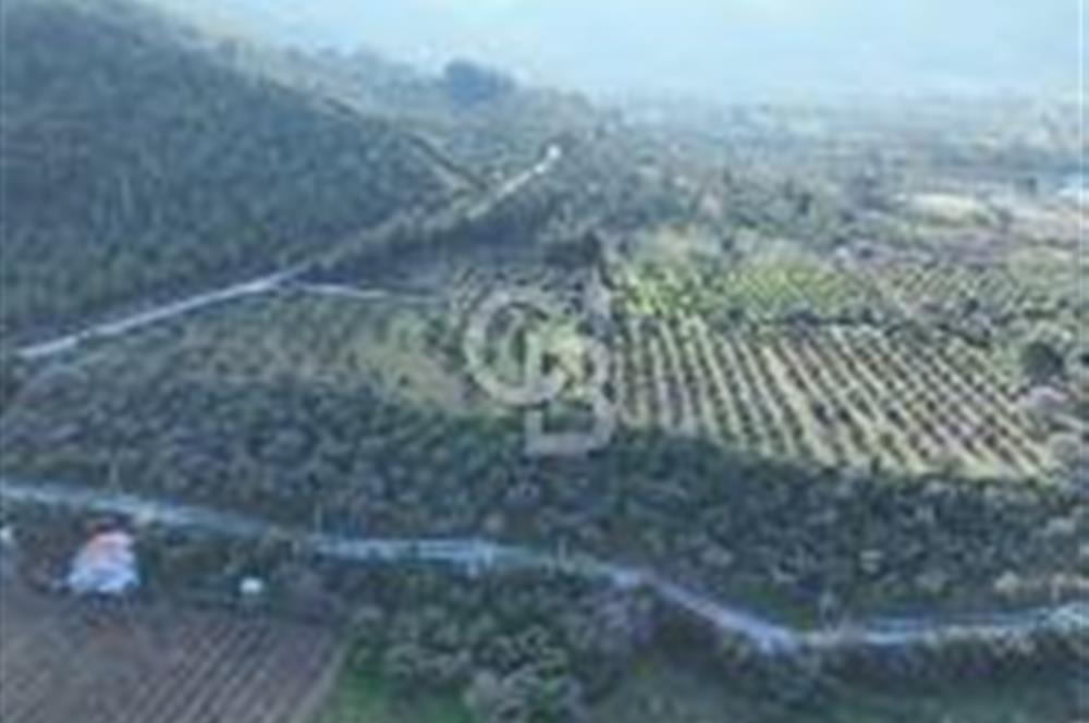 Köy İmarı Sınırında Yatırımlık 27.840m² Mükemmel Arazi