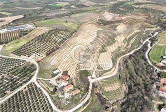 Salihli'de Satılık 120.000m² Zeytinlik ve Taşevleri olan Çiftlik