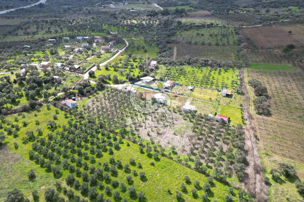 Kemalpaşa Vişneli Köyü Satılık Numaratajlı Ev ve Zeytinlik