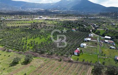 Kemalpaşa Vişneli Köyü Satılık Numaratajlı Ev ve Zeytinlik