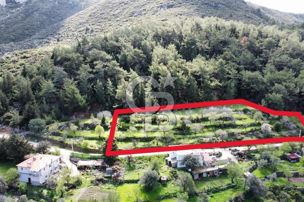 Marmaris Söğüt Bahçelide Kiralık 3.000 m2 Yola Cepheli Tarla