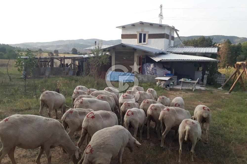 Bilecik Gölpazarı Kümbet'te Satılık Asfalta Cephe Çiftlik Evi