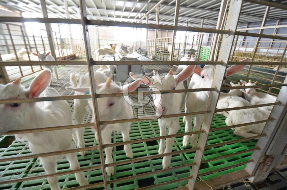 Keçi Çiftliği ve Keçi Süt ve Süt Ürünleri İşletmesi Satılıktır