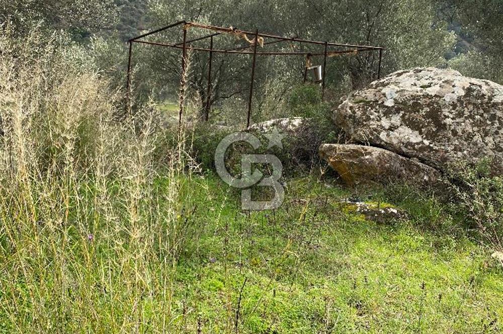 Seferihisar Beyler Köyünde Kadastral Yola Cepheli Satılık Tarla