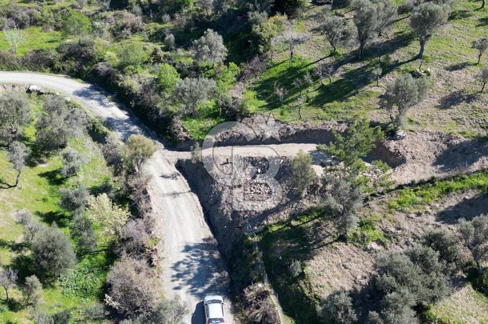 Güzelbahçe Payamlı'da Köy Meydanına Yakın Yolu Bulunan Zeytinlik