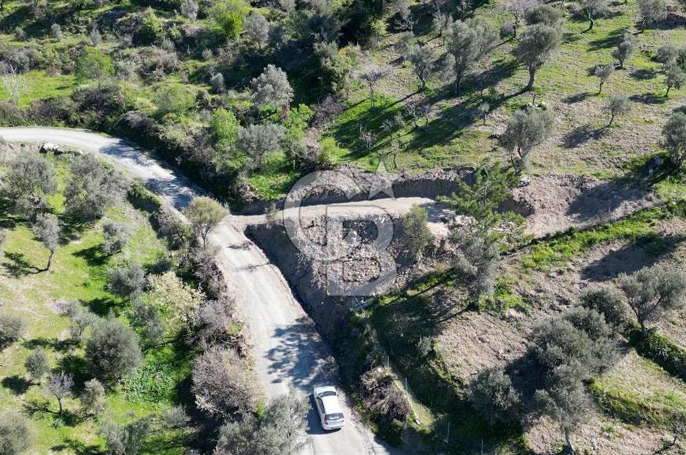 Güzelbahçe Payamlı'da Köy Meydanına Yakın Yolu Bulunan Zeytinlik