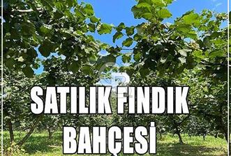 Hendek Kazımiye'de İmara Sınır Satılık Fındık Bahçesi