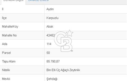 Aydın Karpuzlu Abak Köyü 42 Dönüm m2 Satılık Zeytinlik