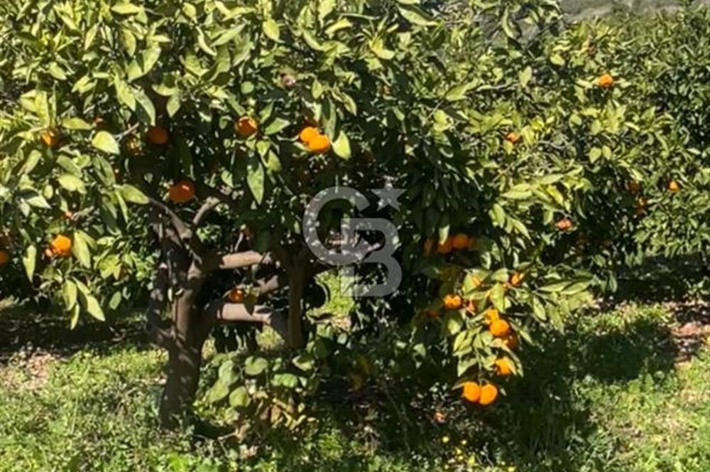 İzmir Gümüldür Satılık 52.622 M2 Meyve Bahçesi ve Çiftlik Evi