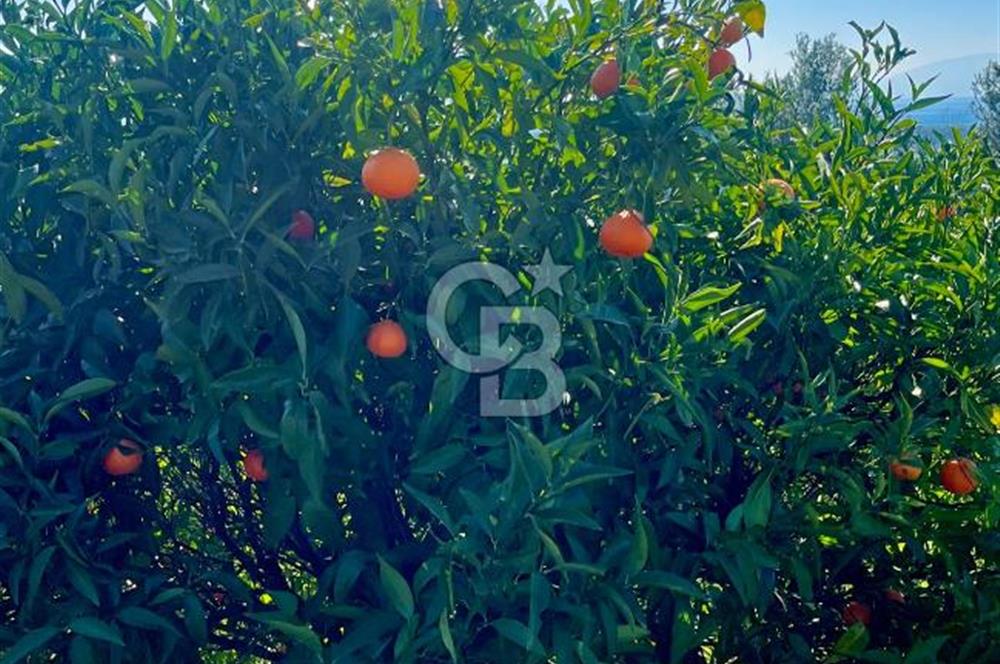 İzmir Gümüldür Satılık 52.622 M2 Meyve Bahçesi ve Çiftlik Evi