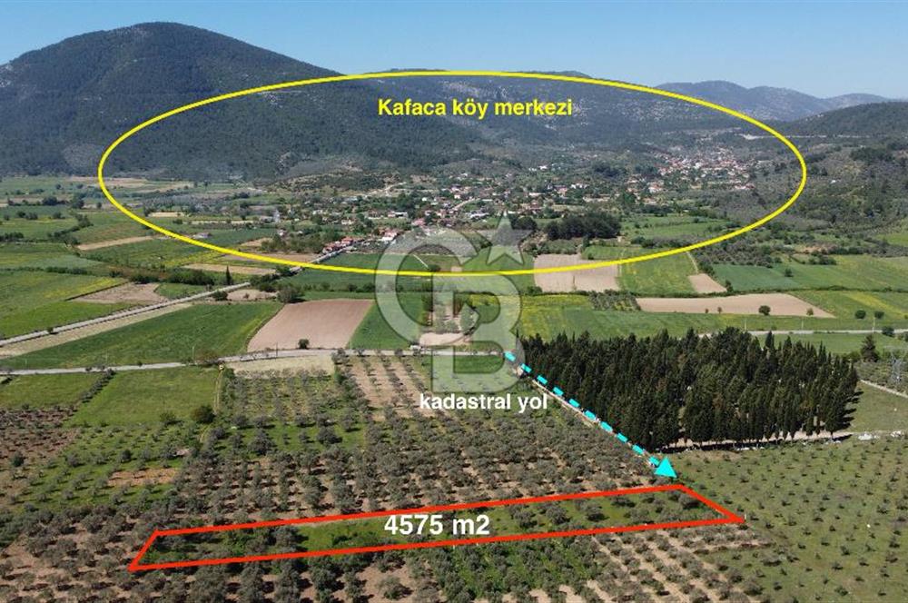 Muğla Kafaca Mahallesinde Satılık 4575m2 Zeytinlik