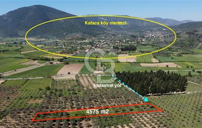 Muğla Kafaca Mahallesinde Satılık 4575m2 Zeytinlik