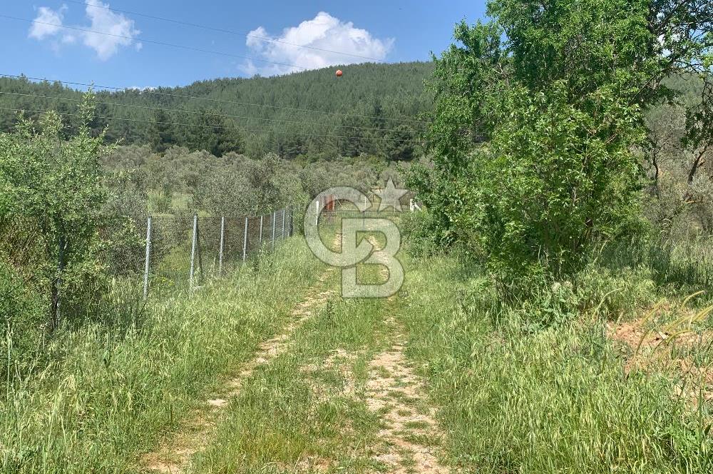 Muğla Kafaca Mahallesinde Satılık 4575m2 Zeytinlik