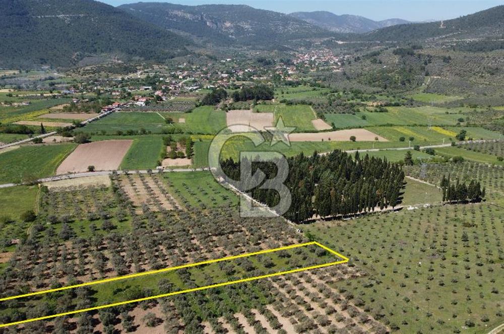 Muğla Kafaca Mahallesinde Satılık 4575m2 Zeytinlik