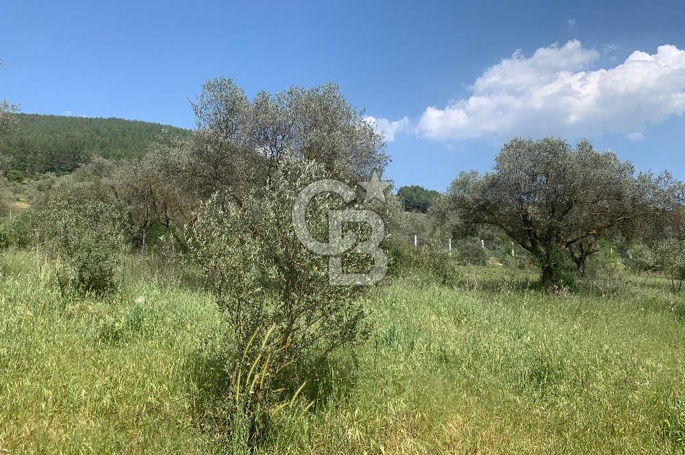 Muğla Kafaca Mahallesinde Satılık 4575m2 Zeytinlik