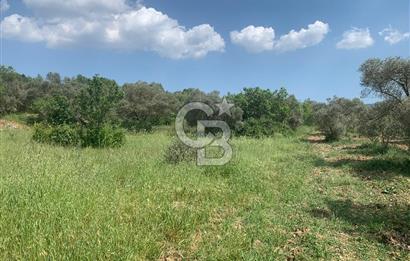 Muğla Kafaca Mahallesinde Satılık 4575m2 Zeytinlik