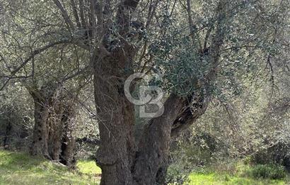 Seferihisar Beyler Köyünde Zeytin Ağaçlı Tarla