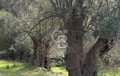 Seferihisar Beyler Köyünde Zeytin Ağaçlı Tarla