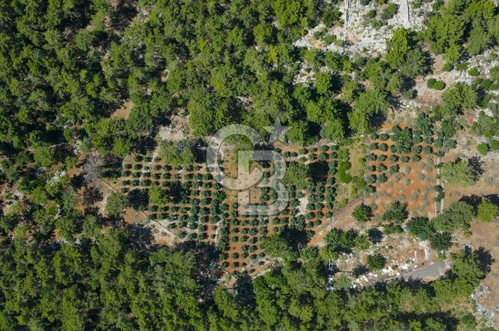 Antalya Tekirova'da Doğanın İçinde Satılık Tarla