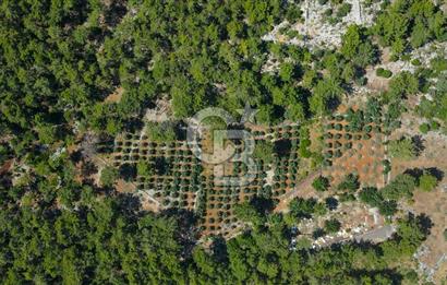 Antalya Tekirova'da Doğanın İçinde Satılık Tarla