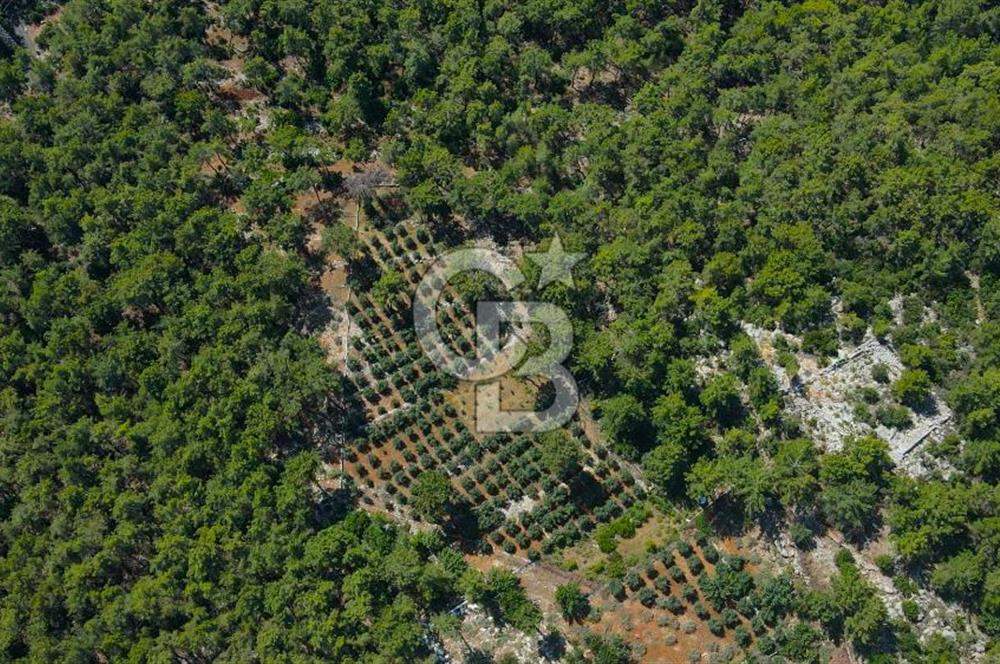 Antalya Tekirova'da Doğanın İçinde Satılık Tarla