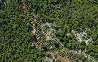 Antalya Tekirova'da Doğanın İçinde Satılık Tarla