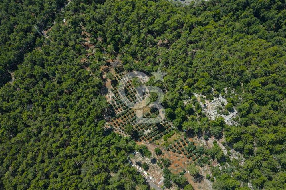 Antalya Tekirova'da Doğanın İçinde Satılık Tarla