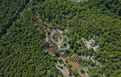 Antalya Tekirova'da Doğanın İçinde Satılık Tarla