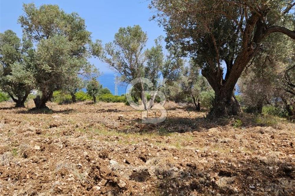 İzmir Karaburun Eğlenhoca'da Deniz Manzaralı Tarla