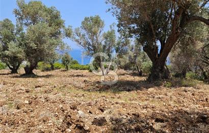 İzmir Karaburun Eğlenhoca'da Deniz Manzaralı Tarla