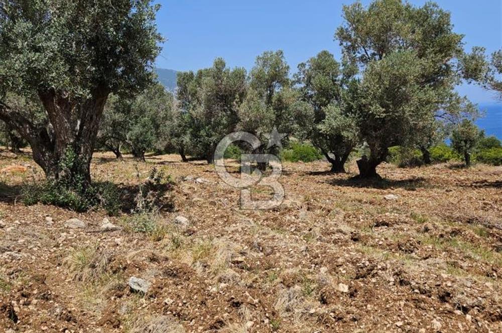 İzmir Karaburun Eğlenhoca'da Deniz Manzaralı Tarla