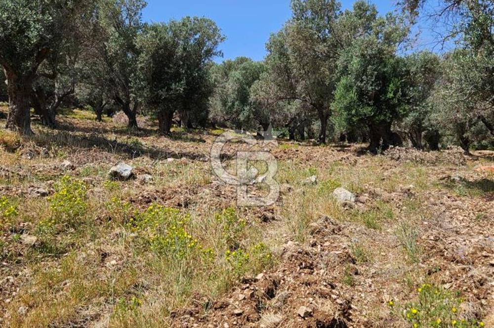 İzmir Karaburun Eğlenhoca'da Deniz Manzaralı Tarla