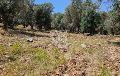 İzmir Karaburun Eğlenhoca'da Deniz Manzaralı Tarla