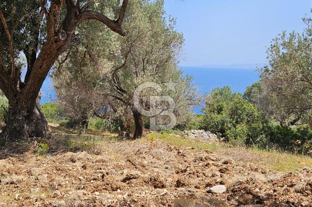 İzmir Karaburun Eğlenhoca'da Mükemmel Deniz Manzaralı Tarla