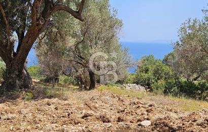 İzmir Karaburun Eğlenhoca'da Mükemmel Deniz Manzaralı Tarla