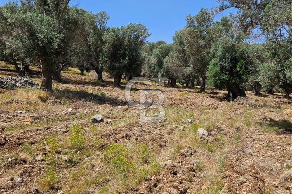 İzmir Karaburun Eğlenhoca'da Mükemmel Deniz Manzaralı Tarla