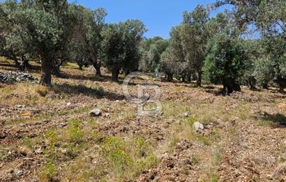 İzmir Karaburun Eğlenhoca'da Mükemmel Deniz Manzaralı Tarla