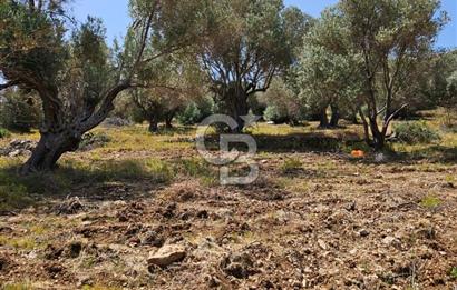 İzmir Karaburun Eğlenhoca'da Deniz Manzaralı Tarla