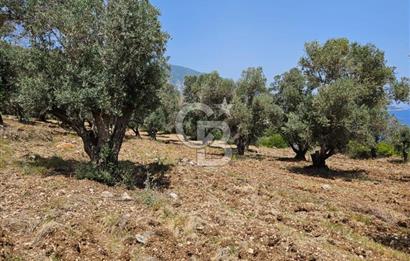 İzmir Karaburun Eğlenhoca'da Deniz Manzaralı Tarla