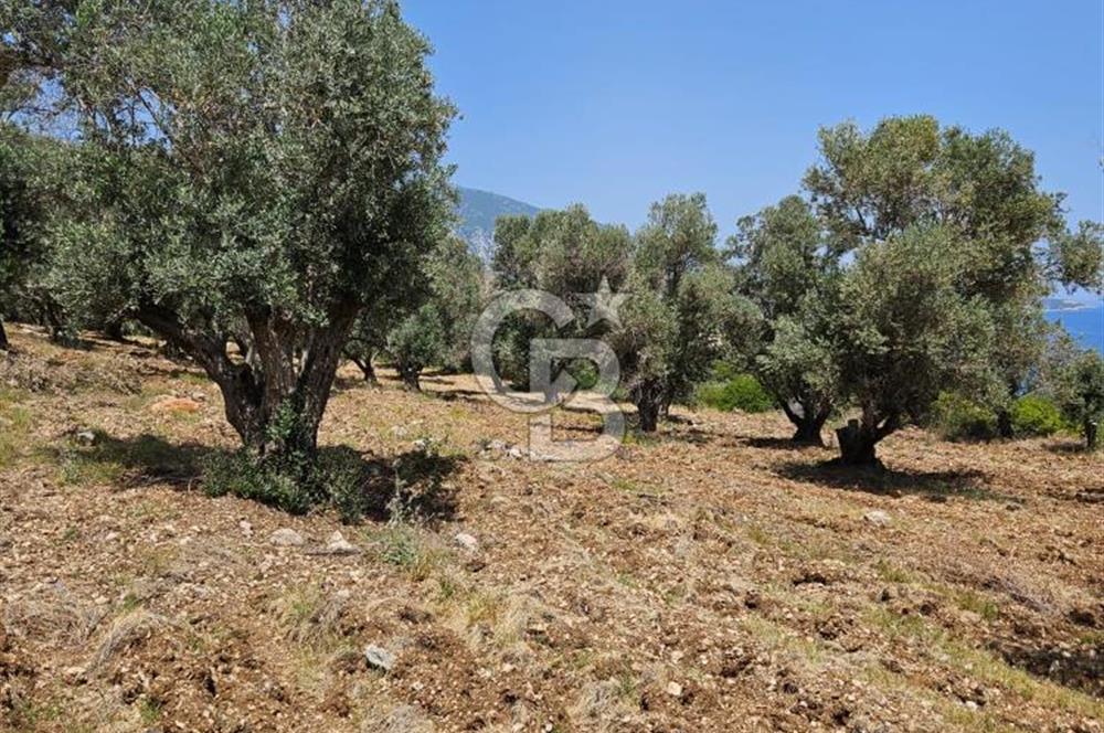 İzmir Karaburun Eğlenhoca'da Mükemmel Deniz Manzaralı Tarla