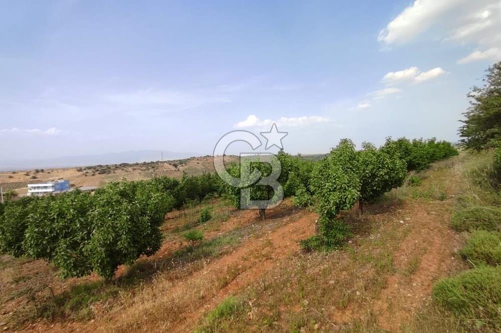 Manisa Turgutlu Çepnidere Yatırımlık Tarla