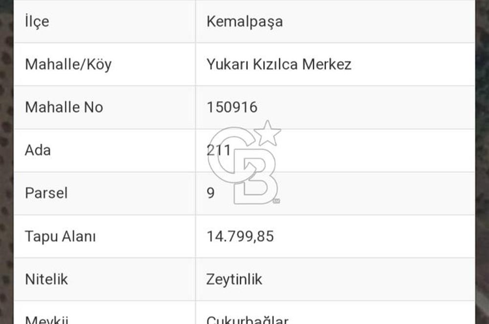 KEMALPAŞA YUKARIKIZILCA MERKEZDE SATILIK ZEYTİNLİK