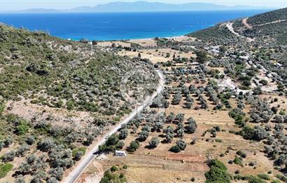 BODRUM KIZILAĞAÇ DENİZE YAKIN 967M2 TARLA YOLA SIFIR YAPI YAPILABİLİR