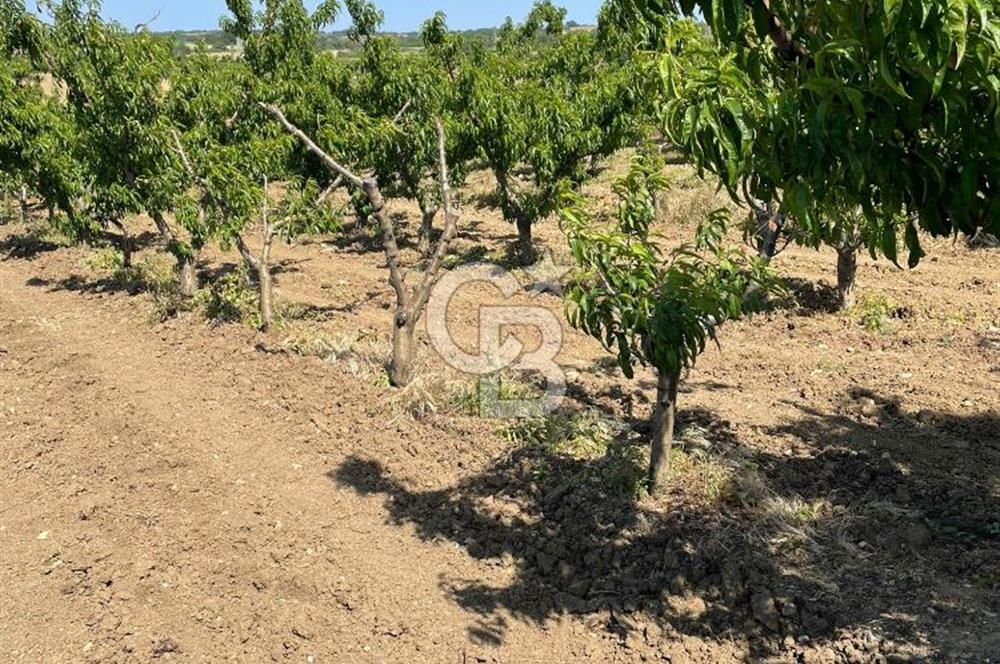 ÇANAKKALE LAPSEKİ KOCAVELİ KÖYÜNDE KÖPRÜ MANZARALI SATILIK ŞEFTALİ BAHÇESİ