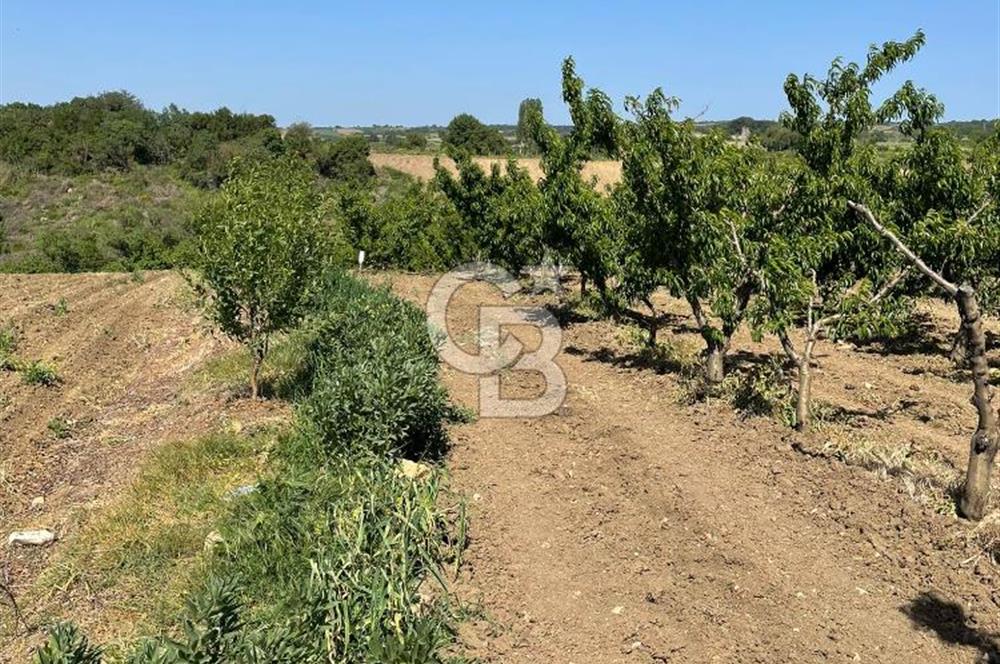 ÇANAKKALE LAPSEKİ KOCAVELİ KÖYÜNDE KÖPRÜ MANZARALI SATILIK ŞEFTALİ BAHÇESİ